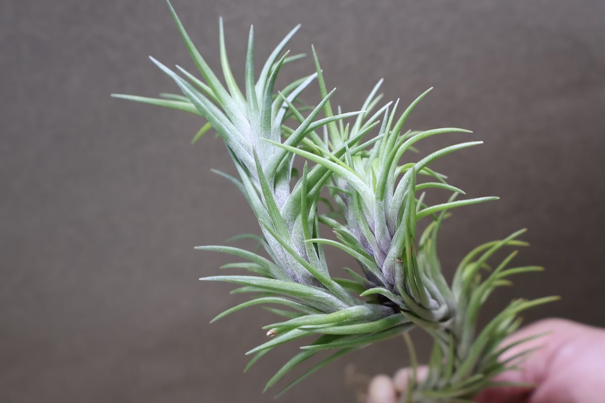 アラウジェイ 31号 | air-plants TENGU-DO