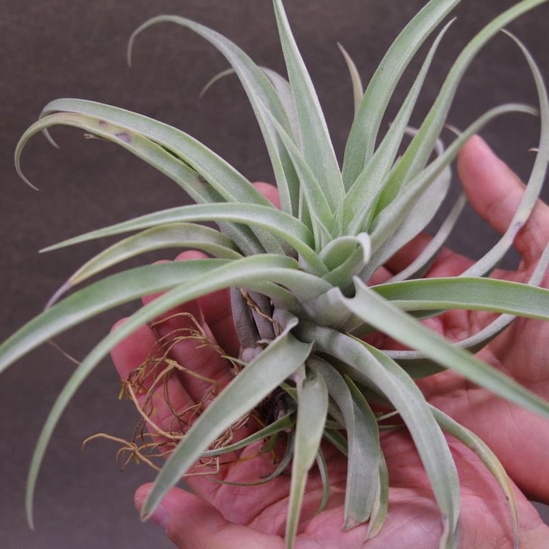 カピタータ シルバーローズ ×ブラキカウロス 01号 | air-plants