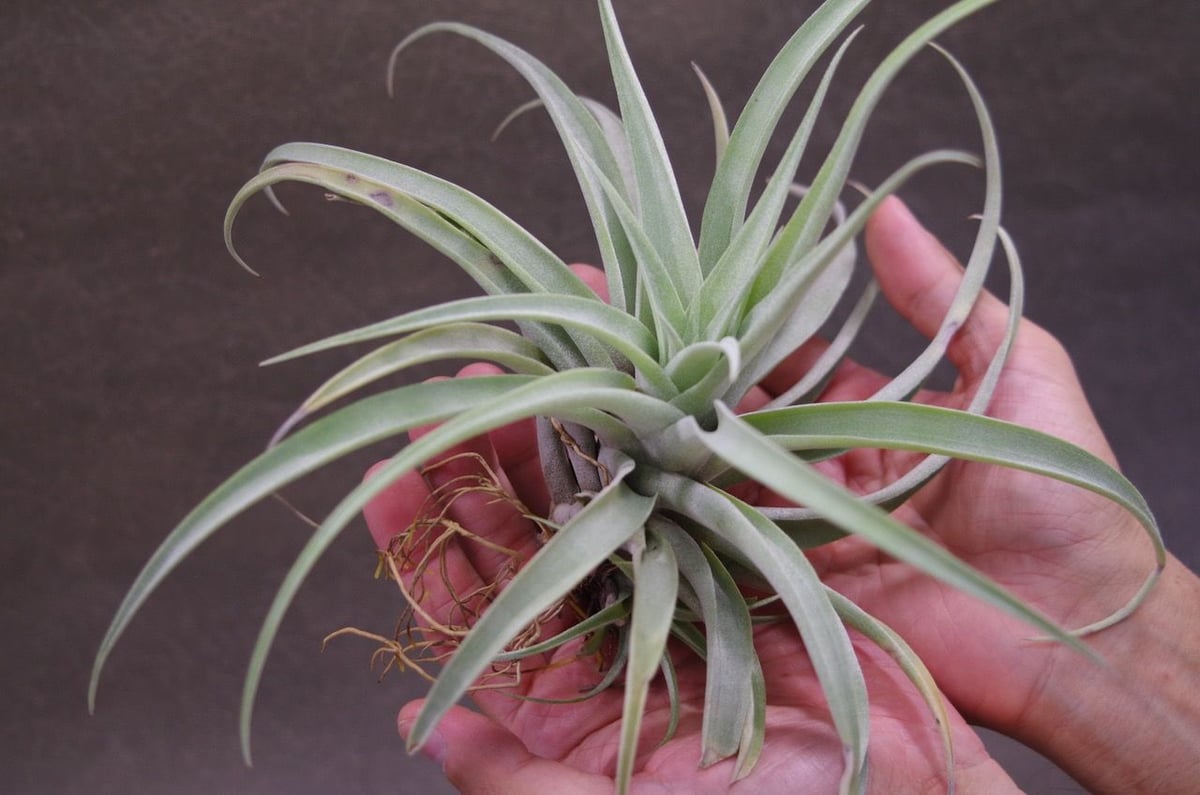 カピタータ シルバーローズ ×ブラキカウロス 01号 | air-plants TENGU-DO