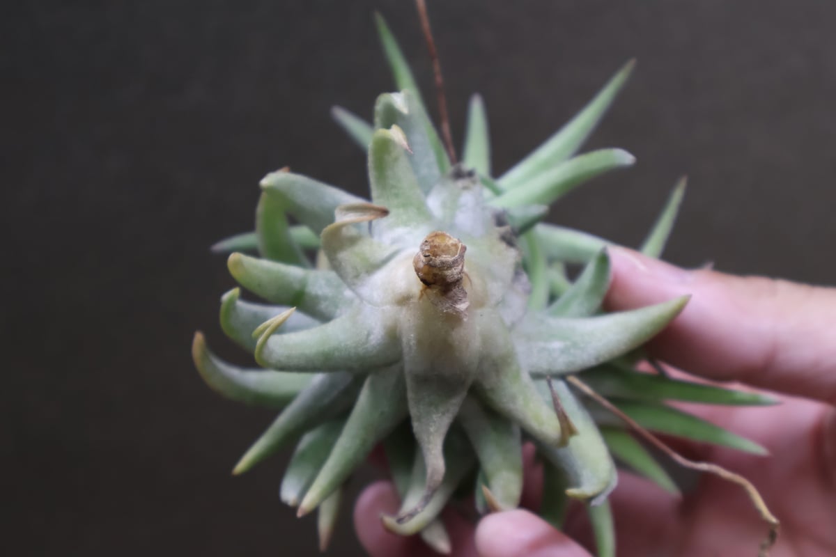 イオナンタ バンハイニンギー ジャンボ 97号 | air-plants TENGU-DO