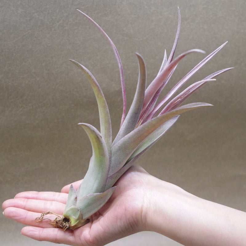 カピタータ×ストレプトフィラ Sサイズ 20号 | air-plants TENGU-DO