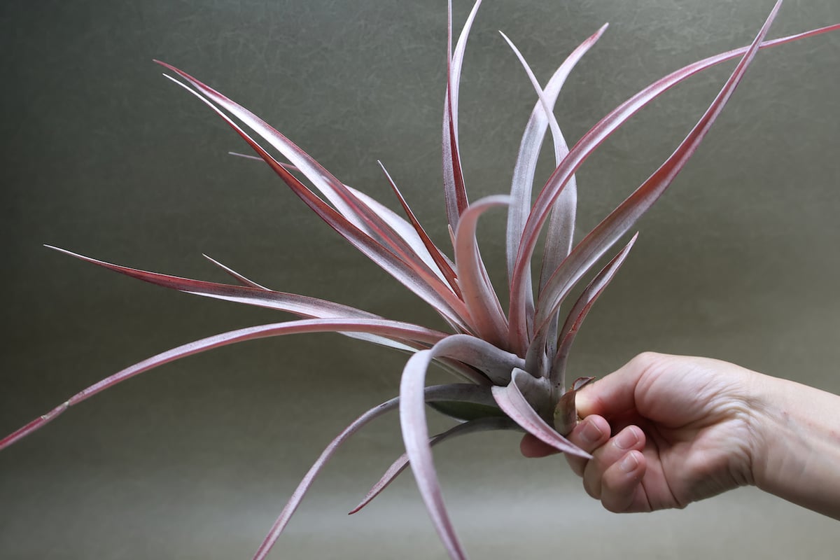 カピタータ ファイヤーオレンジ 12号 | air-plants TENGU-DO