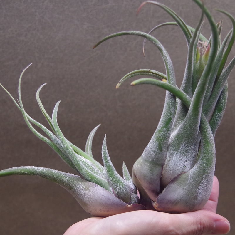 セレリアナ XL size 27号 | air-plants TENGU-DO