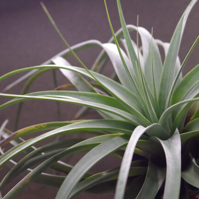 tomasellii 'Tropiflora'〔エアプランツ〕T5159 tomasellii 'Tropiflora'〔エアプランツ〕T5159