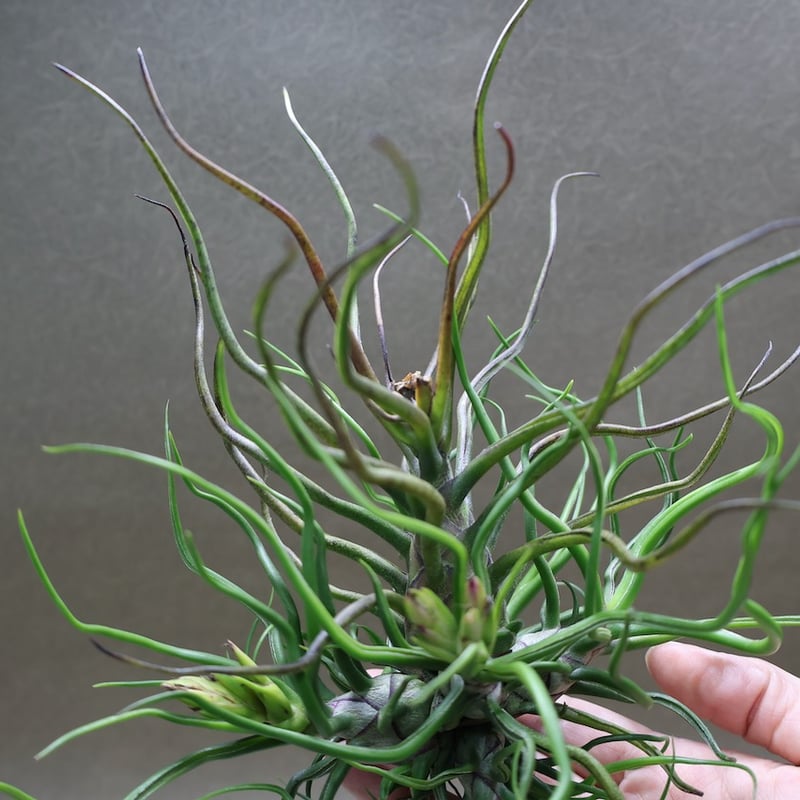 ブルボーサ クランプ 25号 | air-plants TENGU-DO