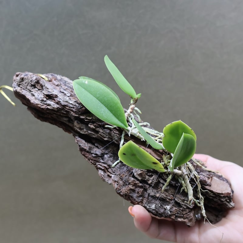 メイラキリウム トリナスタム アルバム 01号 | air-plants TENGU-DO