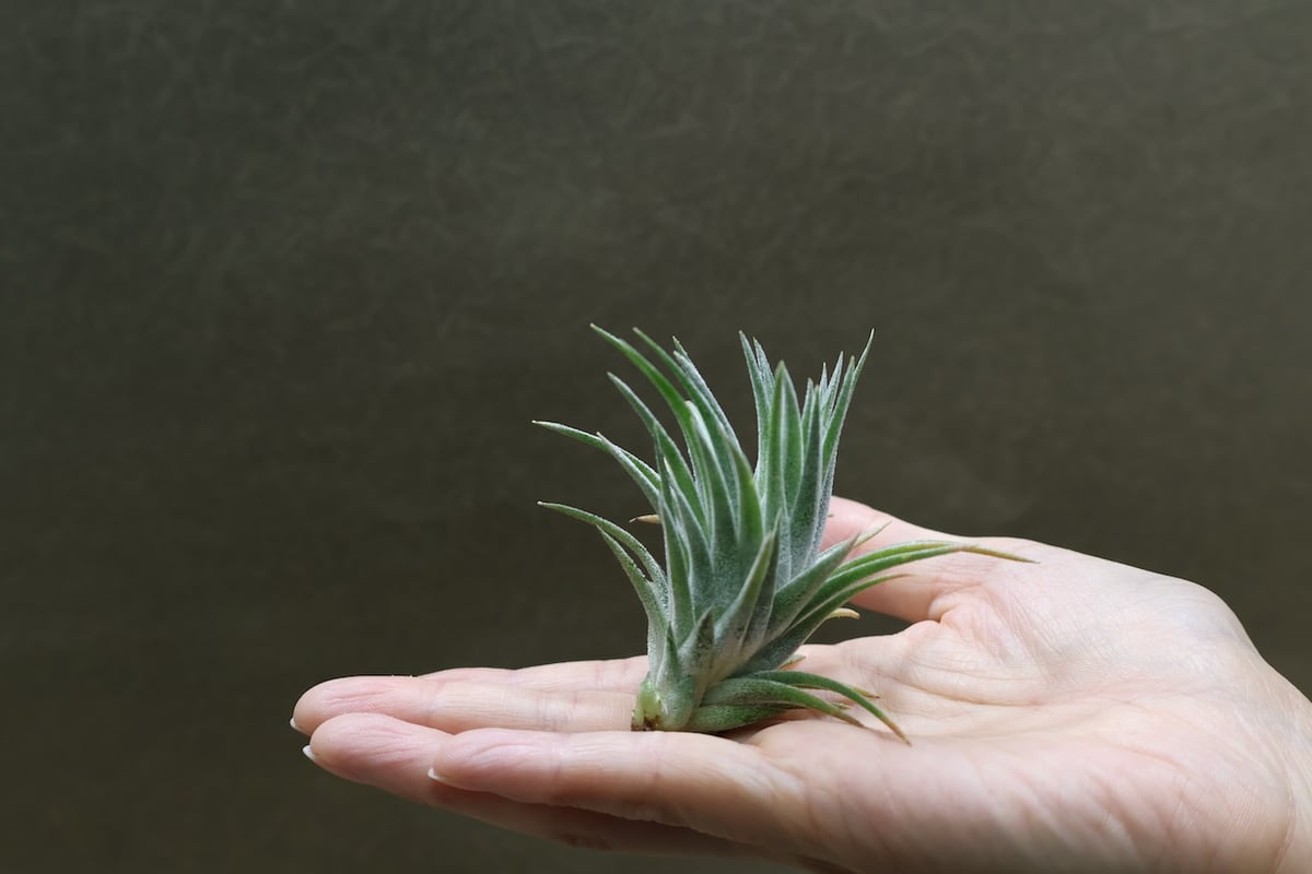 イオナンタ バンハイニンギー ハイブリッド 01号 | air-plants TENGU-DO