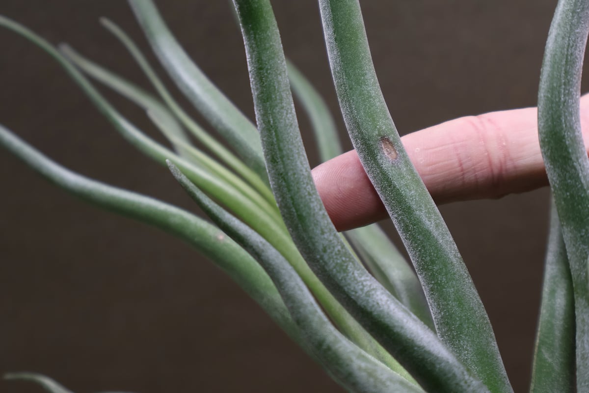 ショータイム （ ブルボーサ × ストレプトフィラ ）Lサイズ33号 | air