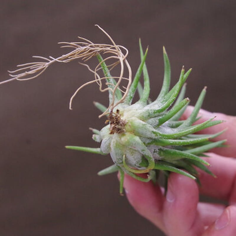 イオナンタ　ロン　レインフォレスト チランジア イオナンタ ストリクタ Tillandsia ionantha var