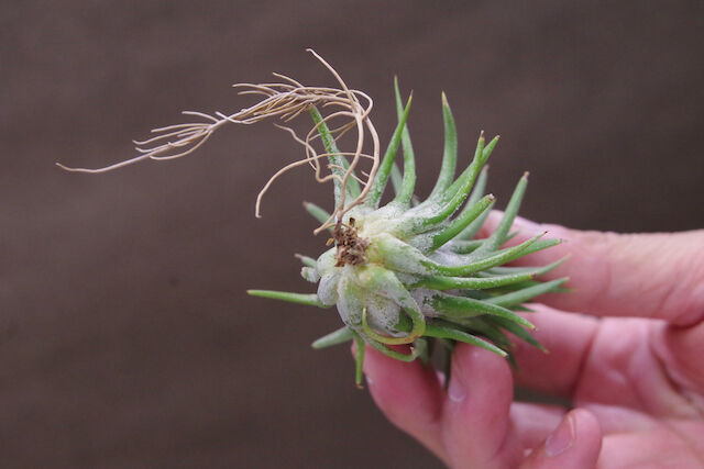 イオナンタ ロン 07号 | air-plants TENGU-DO