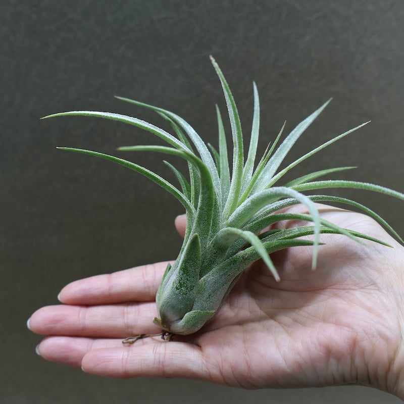 ティムズロイヤルトレジャー 01号 | air-plants TENGU-DO