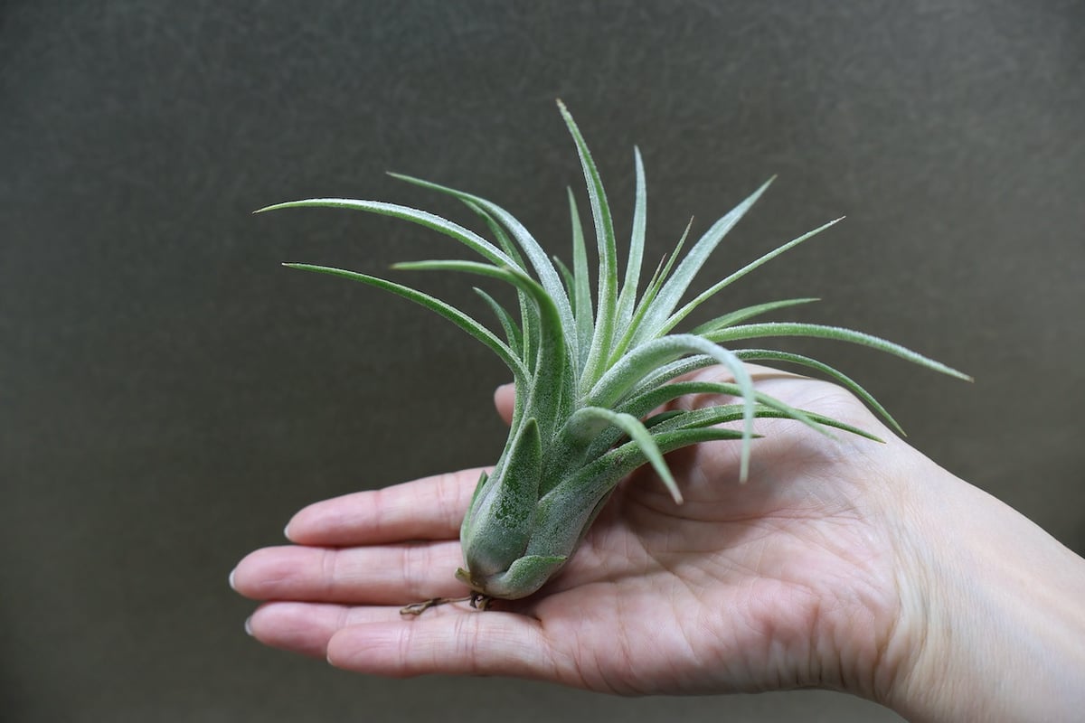 ティムズロイヤルトレジャー 01号 | air-plants TENGU-DO