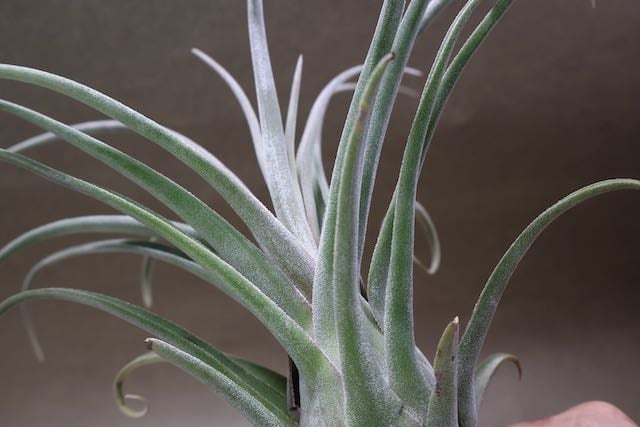 ストレプトフィラ x セレリアナ 02号 | air-plants TENGU-DO