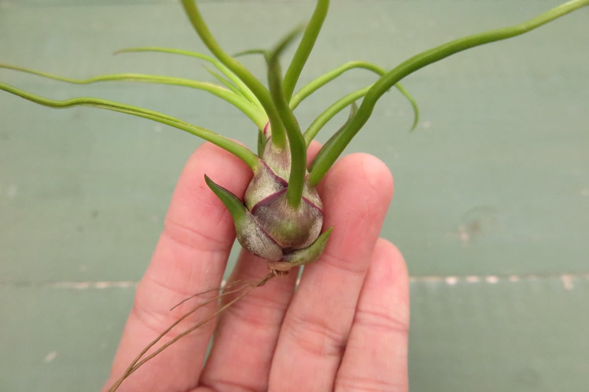 チランジア　3株セット　壺型 fit=scale-down,w=1200