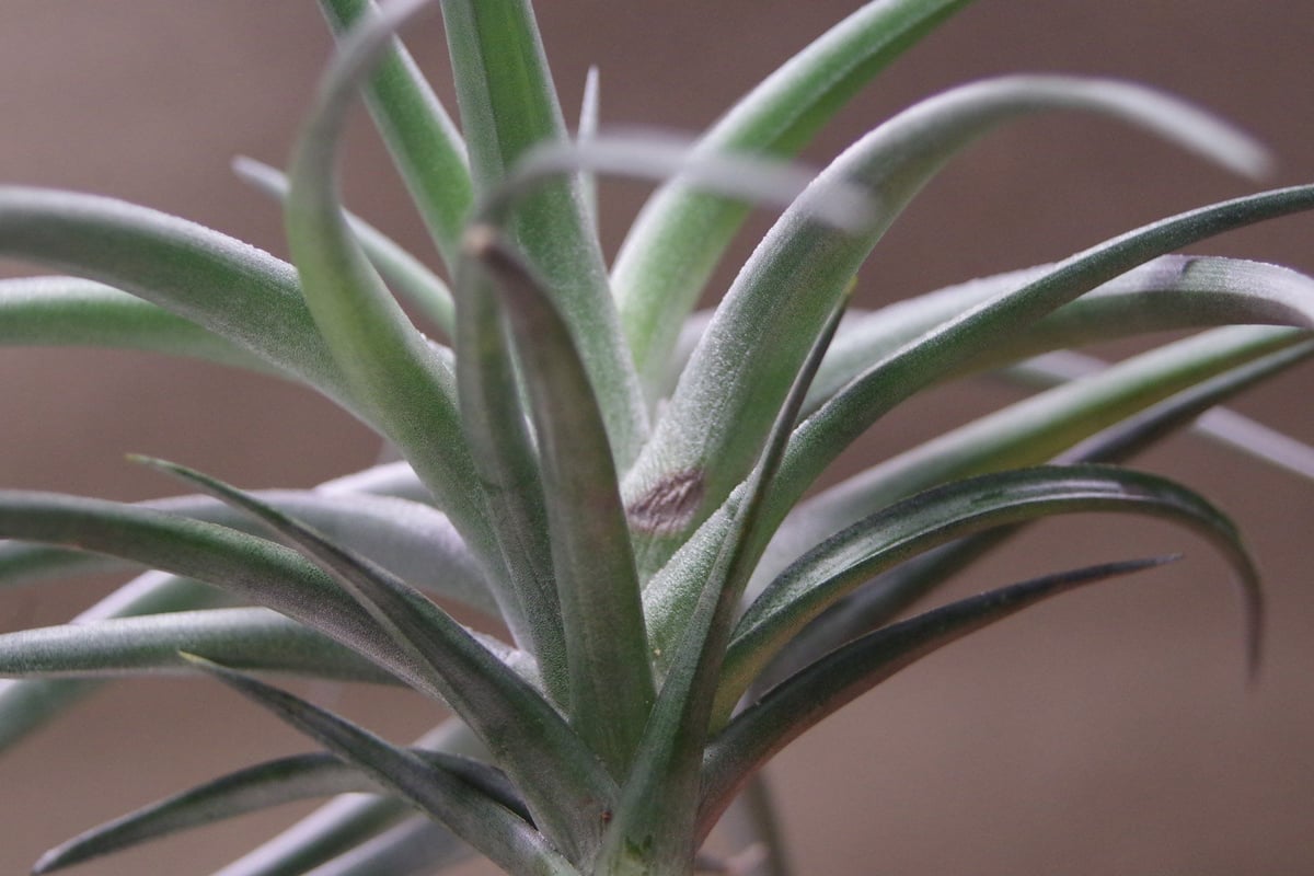 Tillandsia InterestingとChameleonのセット Tillandsia Kamiya's Pride. (fuchsii x funckiana