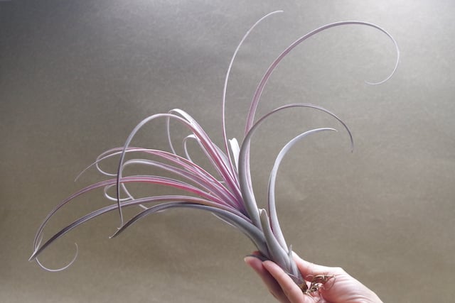 エクセルタxカピタータ ドミンゲンシス 05号 | air-plants TENGU-DO