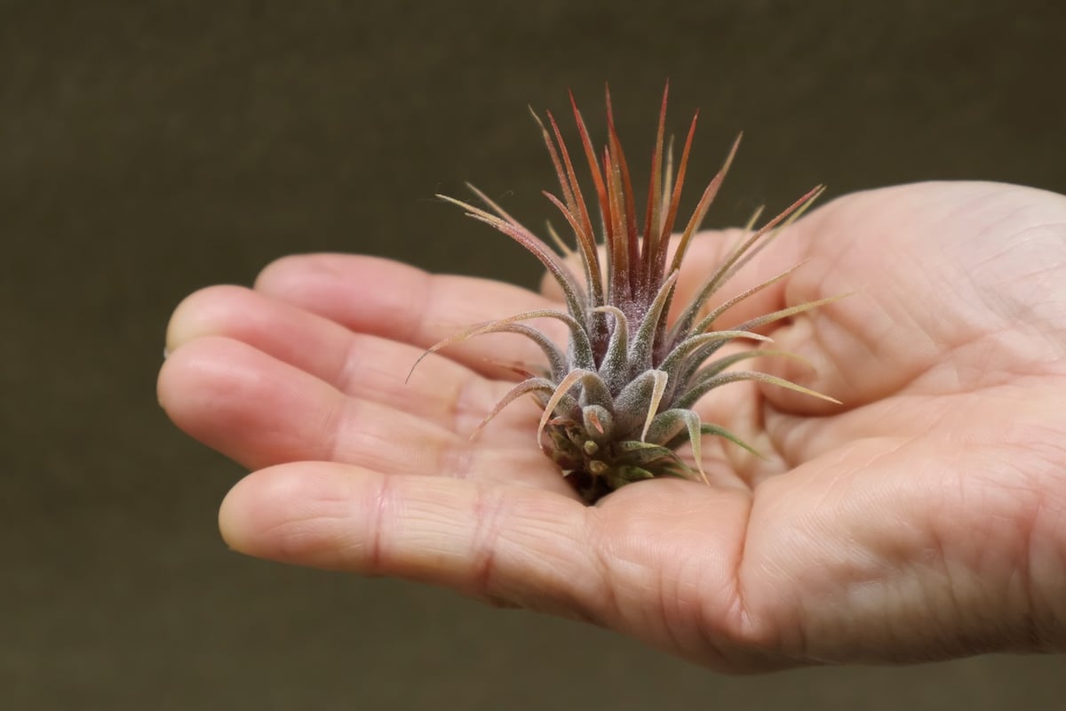 イオナンタ ロシータ 39号 | air-plants TENGU-DO