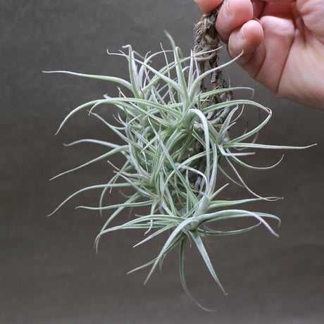 CATEGORY エアープランツ（ティランジア） | air-plants TENGU-DO