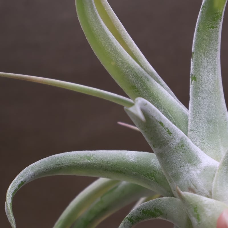 キセログラフィカ × イオナンタバンハイニンギー 07号 | air-plants