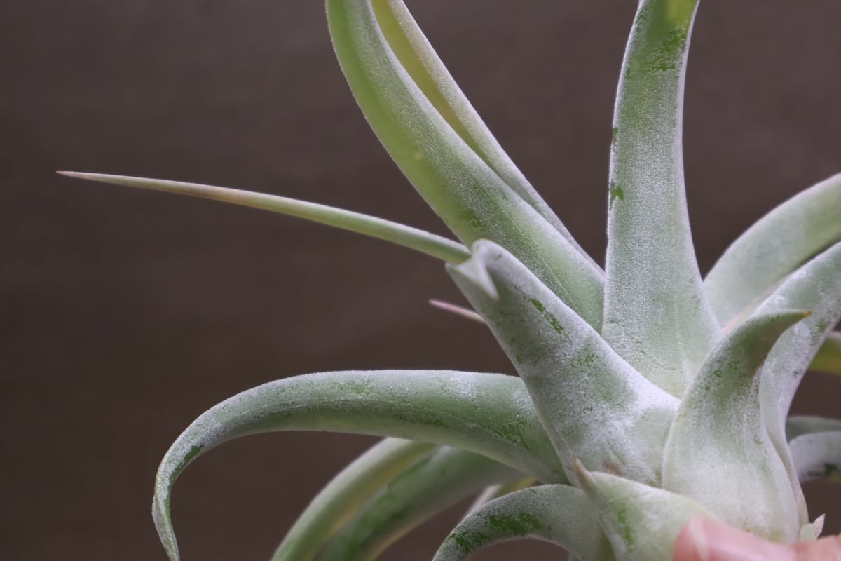 チランジア キセログラフィカ × イオナンタバンハイニンギー キセログラフィカ × イオナンタバンハイニンギー 07号 | air-plants