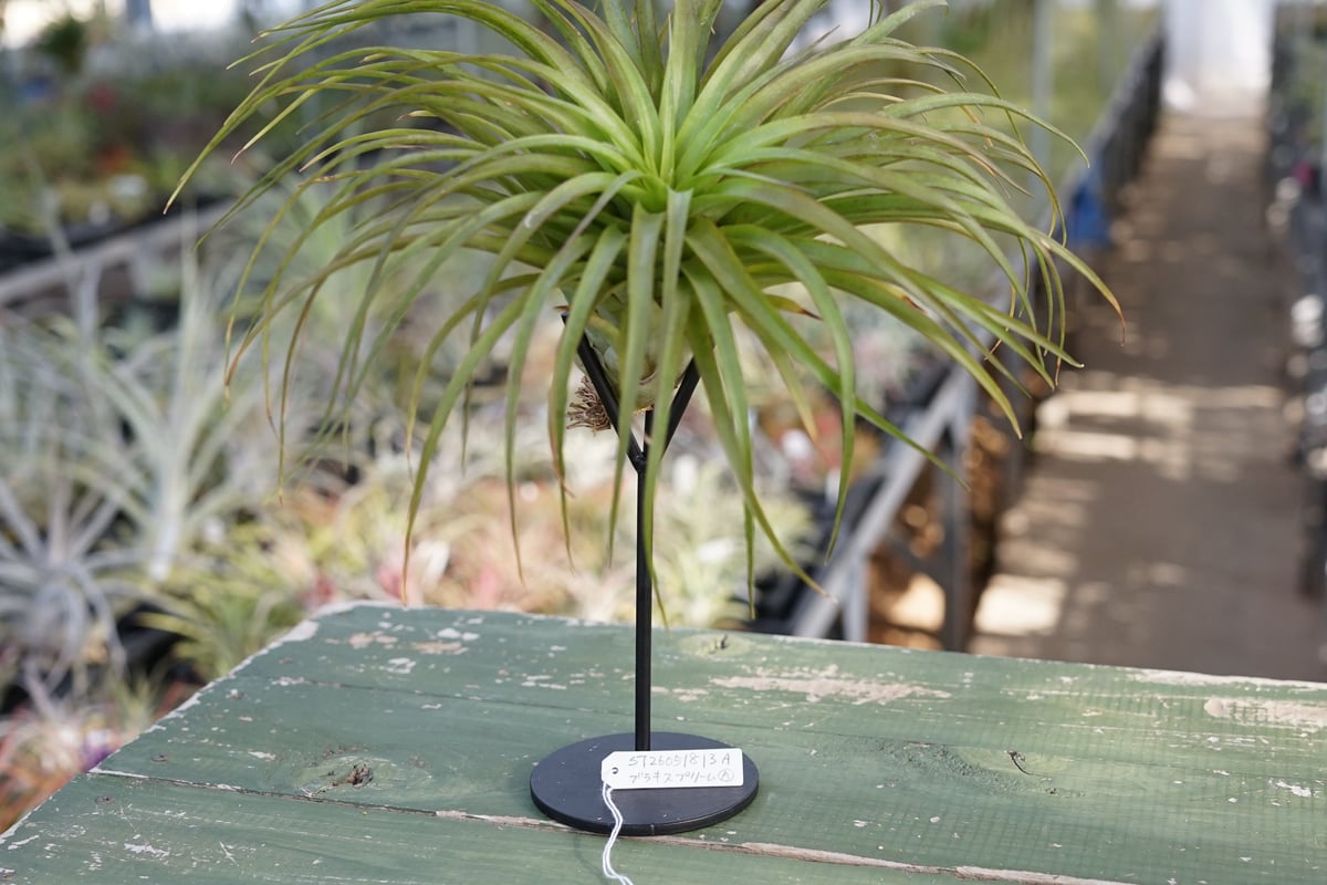 スタッフ特選】ブラキカウロス・シュプリーム A号 | air-plants TENGU-DO