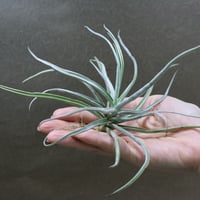 ヘドロ沼 様　ご確認用　イオナンタ　ファットボーイ(RFI由来)①〜③ ヘドロ沼 様 ご確認用 イオナンタ ファットボーイ(RFI由来)①〜③