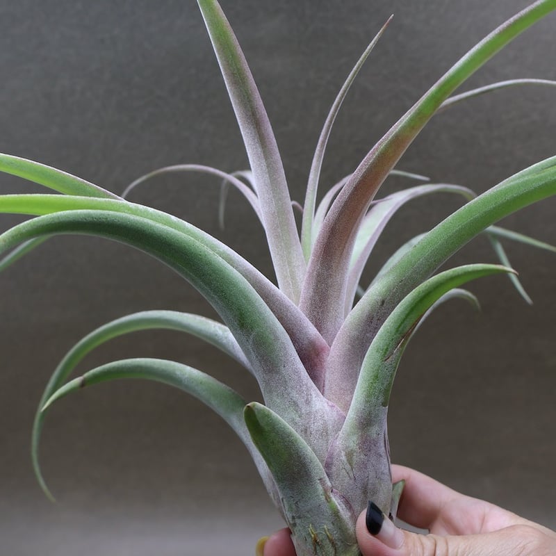 チランジア　カピタータ×ストレプトフィラ カピタータ×ストレプトフィラ 24号 | air-plants TENGU-DO
