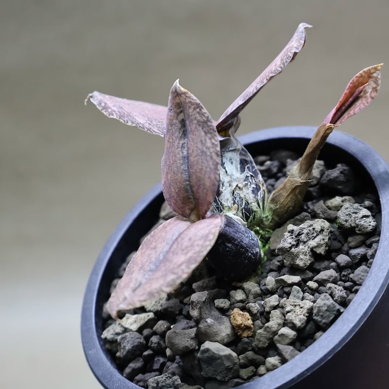 オエセオクラデス ロゼオバリエガータ 26号 | air-plants TENGU-DO