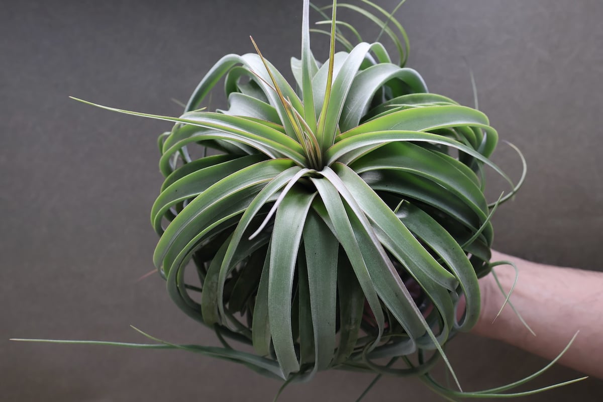 チランジア コンコロール × ストレプトフィラ セレクテッド チランジア コンコロール × ストレプトフィラ セレクテッド チランジア