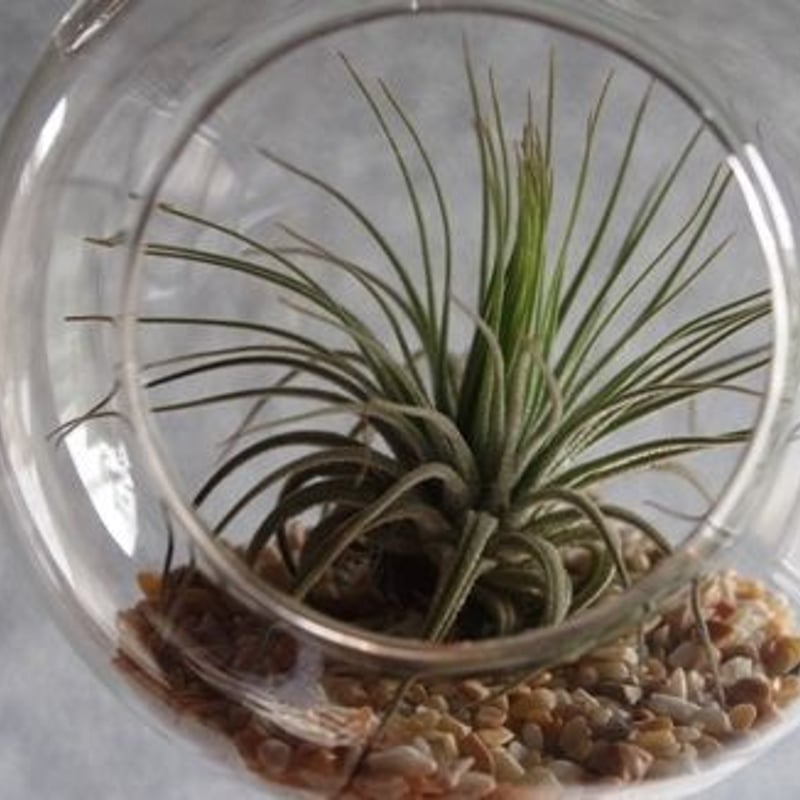 ガラスボール 大 × エアープランツ セット | air-plants TENGU-DO