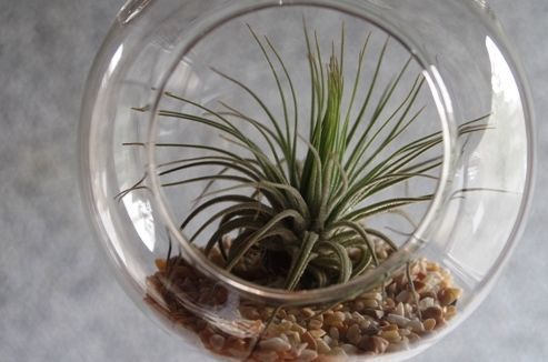 ガラスボール 大 × エアープランツ セット | air-plants TENGU-DO
