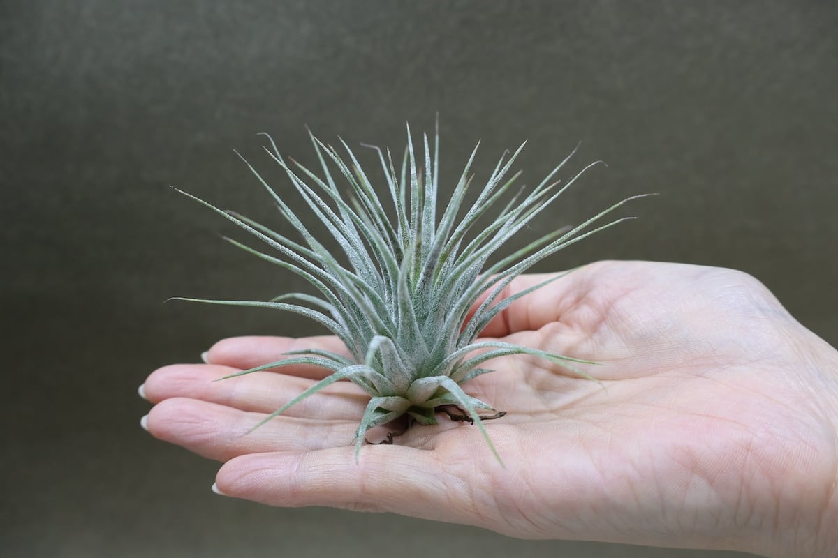 イオナンタ ゼブリナ 31号 | air-plants TENGU-DO