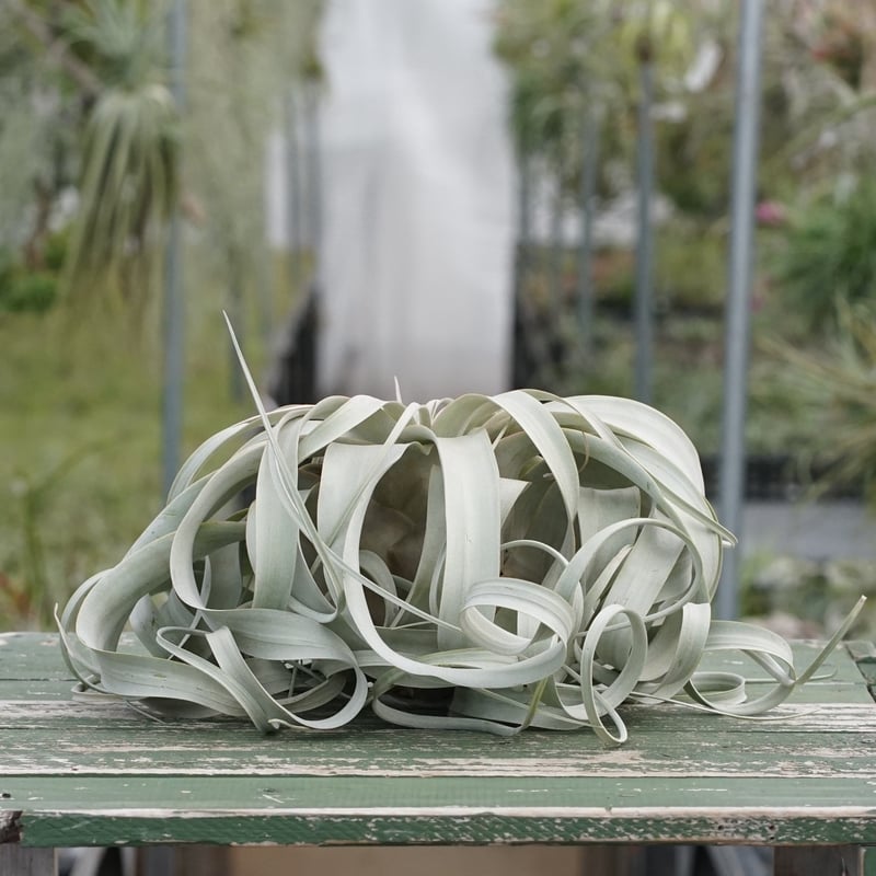 スタッフ特選】キセログラフィカ XLサイズ Z号 | air-plants TENGU-DO