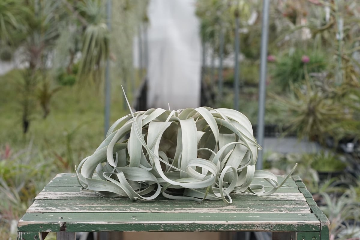 【特大】キセログラフィカ　伸ばさず40㎝幅 スタッフ特選】キセログラフィカ XLサイズ Z号 | air-plants TENGU-DO