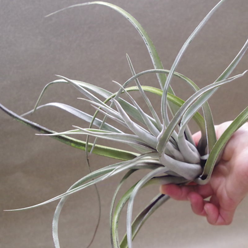 クラーケン 01号 | air-plants TENGU-DO