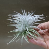 サカパネンシス 06号 | air-plants TENGU-DO