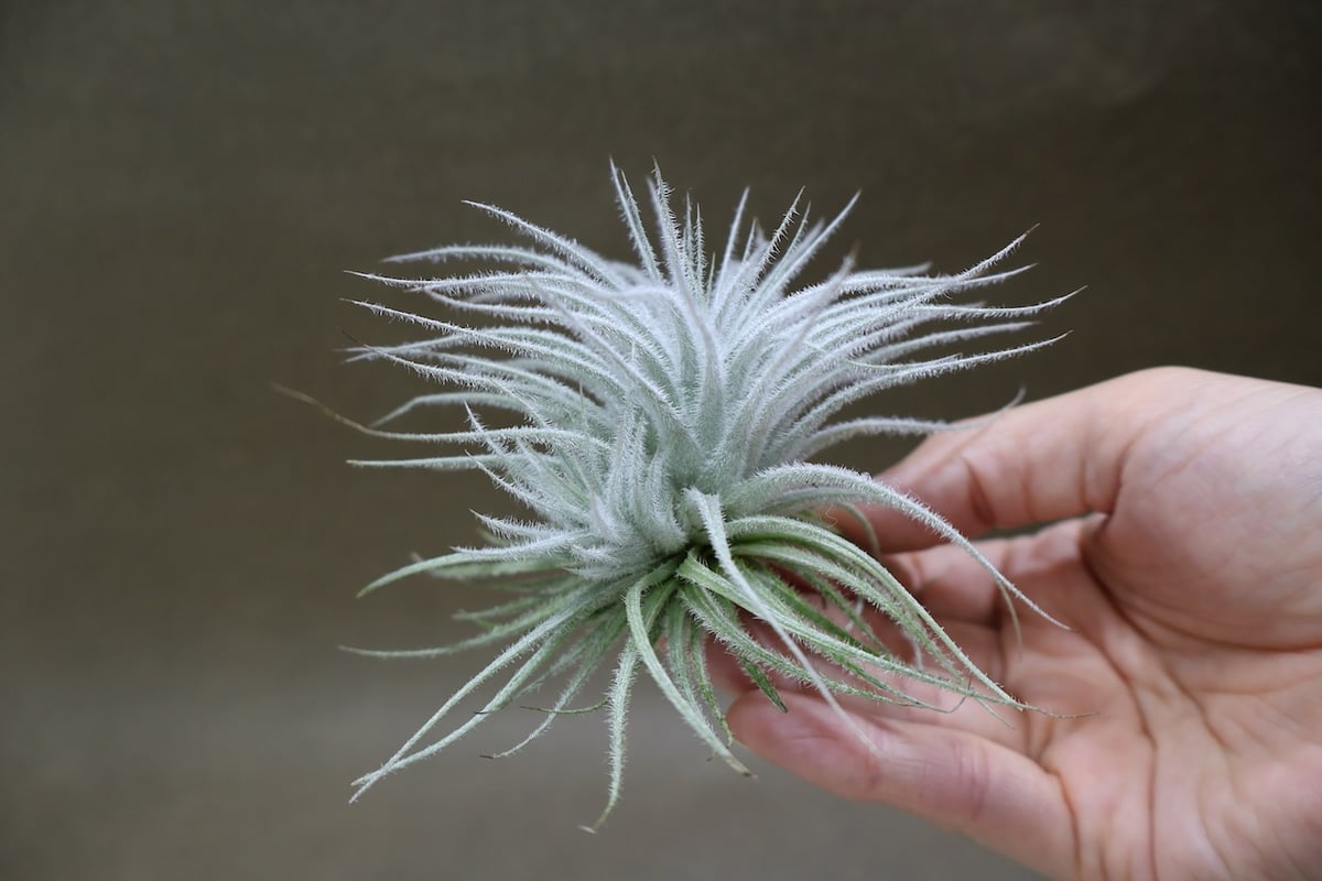 テクトラム 子株付き 01号 | air-plants TENGU-DO