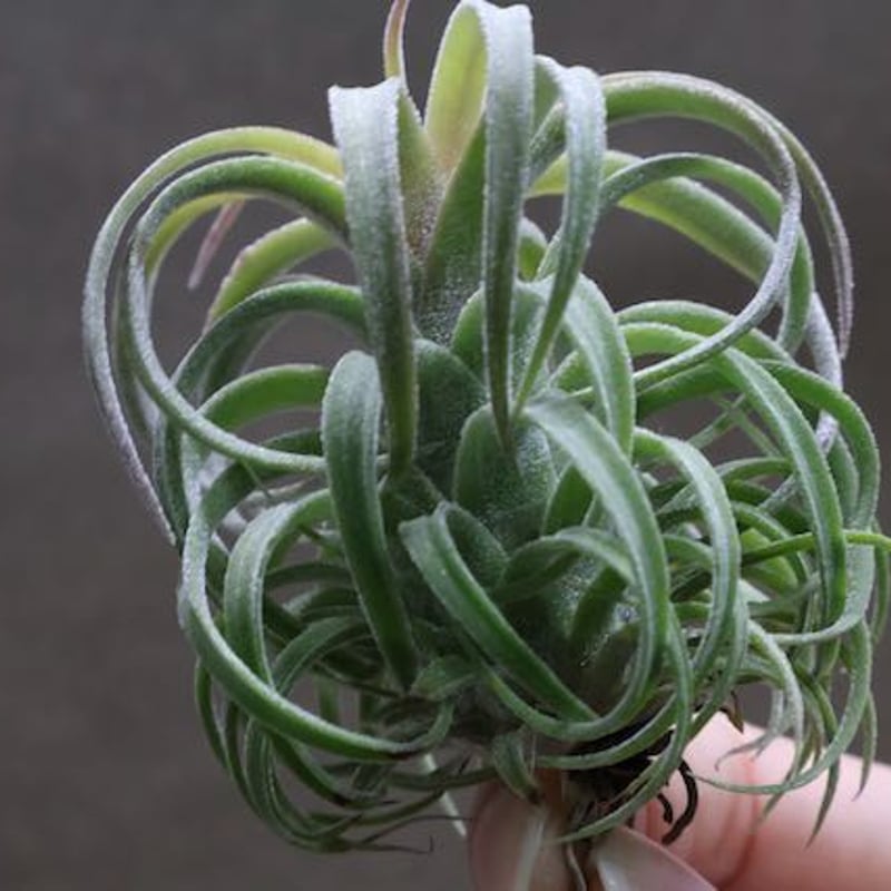 ストレプトフィラ × イオナンタロン 05号 | air-plants TENGU-DO ストレプトフィラ × イオナンタロン 05号 | air-plants TENGU-DO