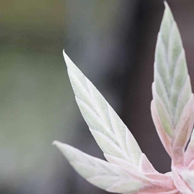 スタッフ特選】ストレプトフィラ Lサイズ 花芽付きB号 | air-plants