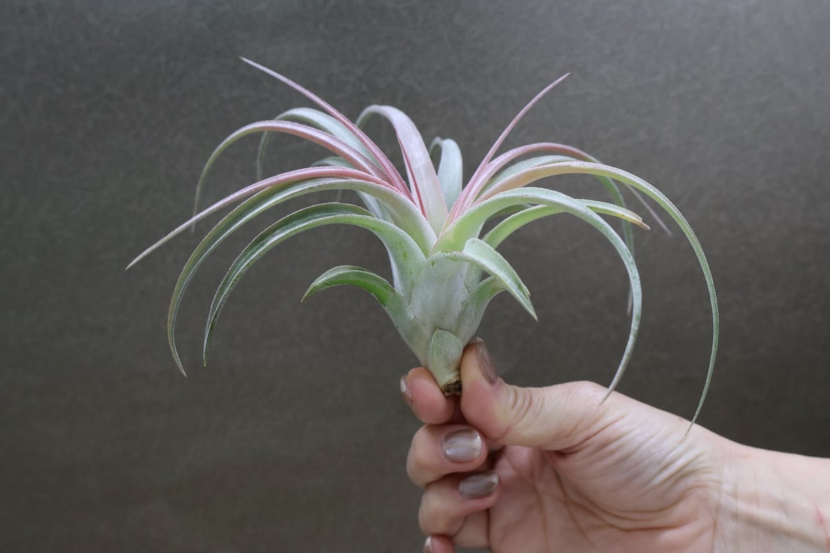 キセログラフィカ × イオナンタバンハイニンギー 04号 | air-plants