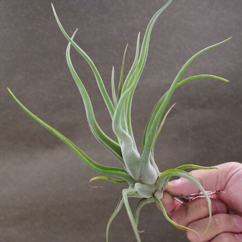 チランジア Lucile x カプトメデューサ チアペンシス × カプト