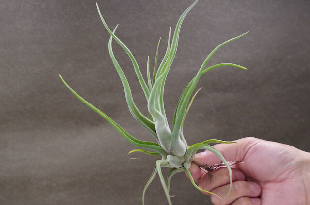 ルシール × カプトメドーサエ 03号 | air-plants TENGU-DO