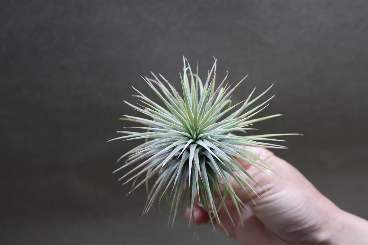 チランジア イオナンタ スノーボール イオナンタ スノーボール 02号 | air-plants TENGU-DO