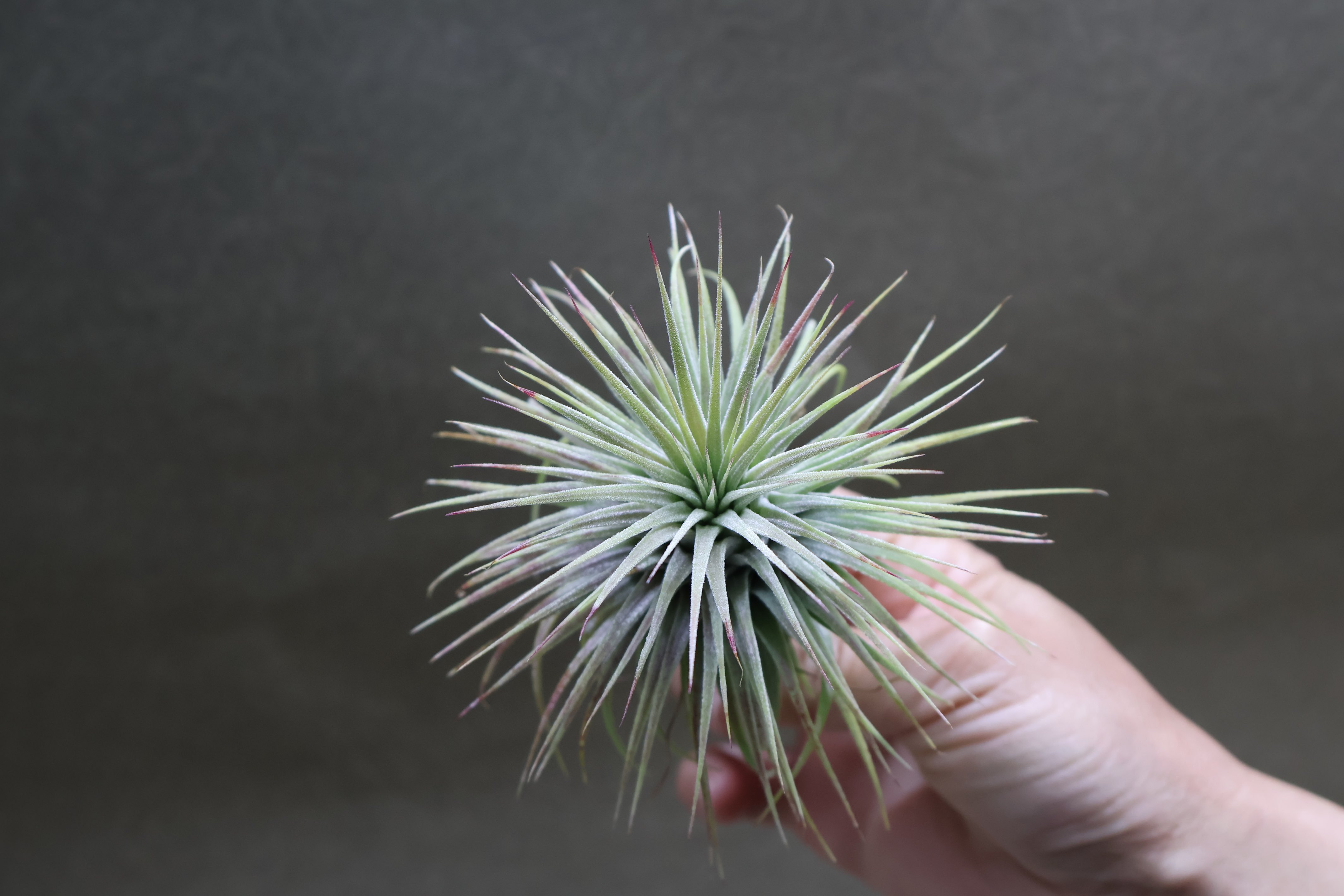 イオナンタ　スノーボール イオナンタ スノーボール 02号 | air-plants TENGU-DO