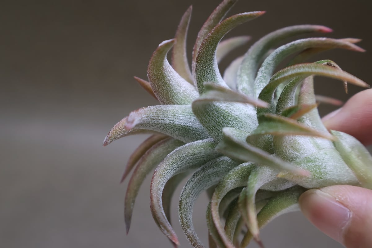 イオナンタ バンハイニンギー ジャンボ 120号 | air-plants TENGU-DO