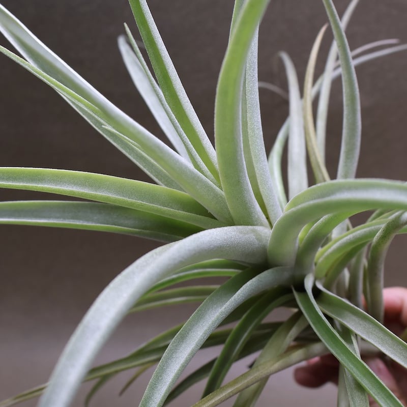 ラティフォリア ディバリカータ 09号 | air-plants TENGU-DO ラティフォリア ディバリカータ 09号 | air-plants TENGU-DO