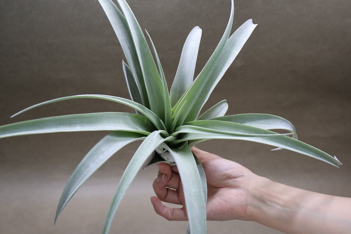 パドレ（ローランドゴッセリニーxチアペンシス）05号 | air-plants