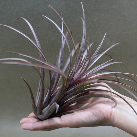 CATEGORY 品種名：I/J/K/L | air-plants TENGU-DO