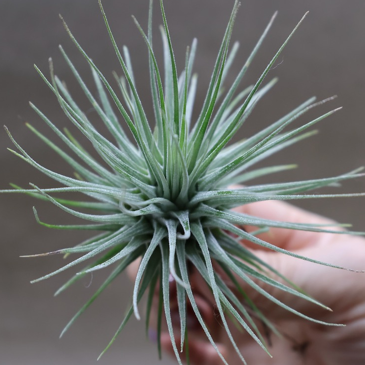 〈菫〉Tillandsia 'カミヤズプライド' (フックシー x フンキアナ) 菫〉Tillandsia 'カミヤズプライド' (フックシー x フンキアナ