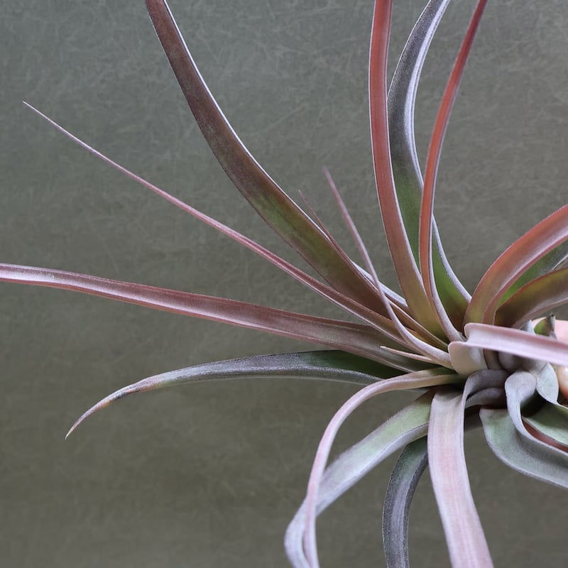 カピタータ×ストレプトフィラ Mサイズ 16号 | air-plants TENGU-DO